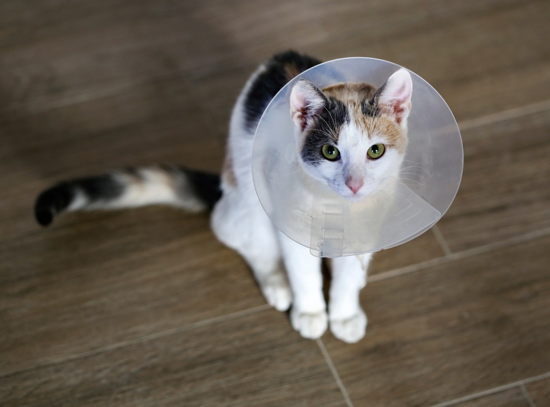 A cat with a cone on its head