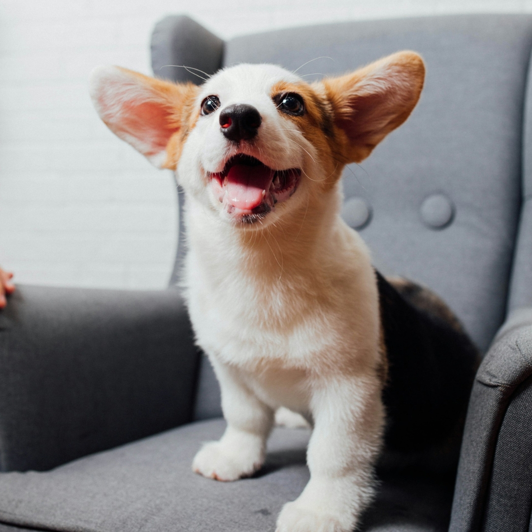 A dog barking and sitting on a chair