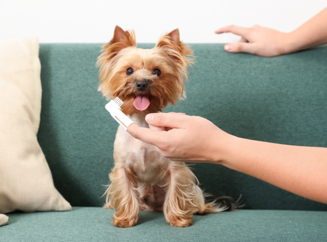 A small dog sitting on a couch next to a person