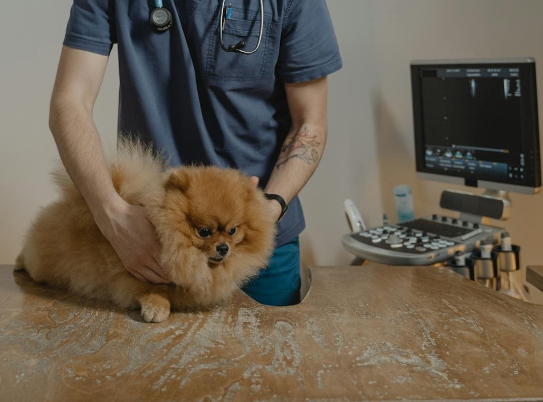 A veterinarian checking a dog's health in front of a computer screen