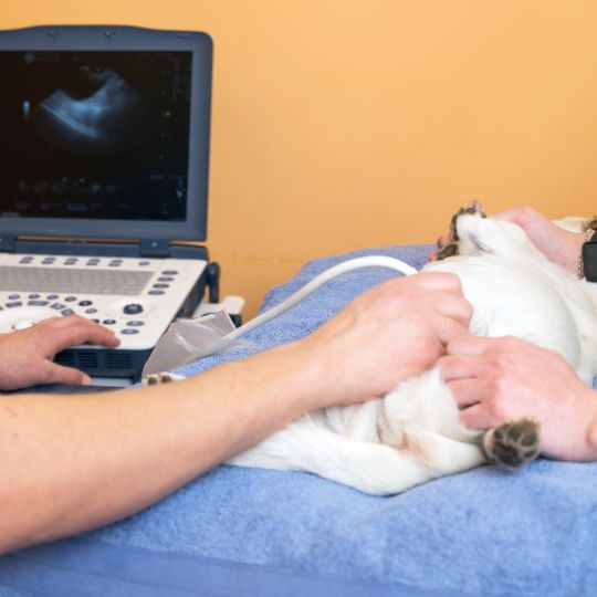 A cat having ultrasound scan