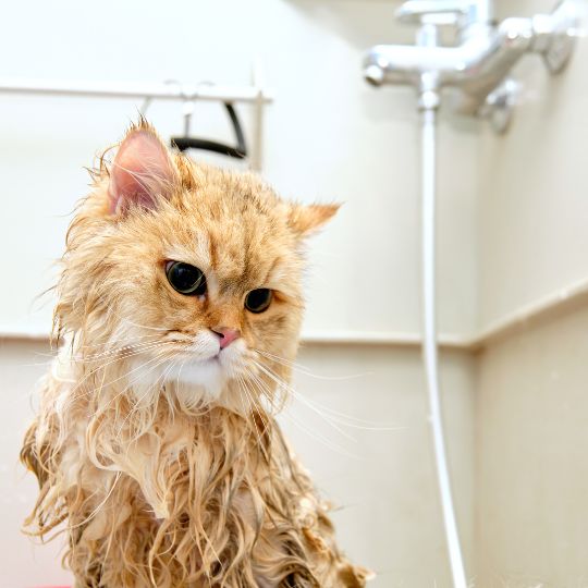 A cat is taking a bath