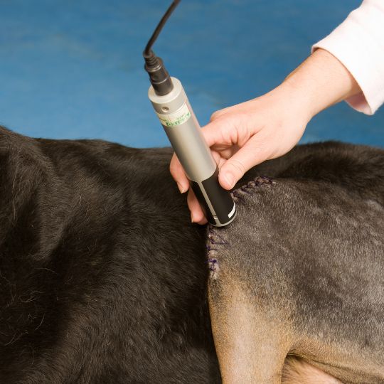 A dog having laser therapy