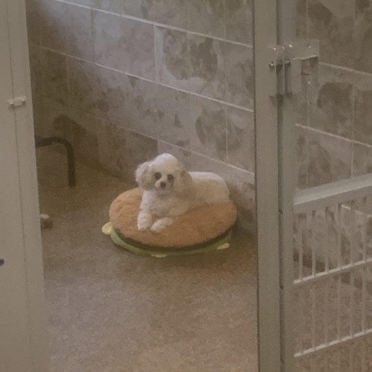 A dog lying on the bed