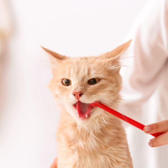 A person brushing a cat's teeth