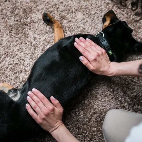 A specialist giving massage to a dog