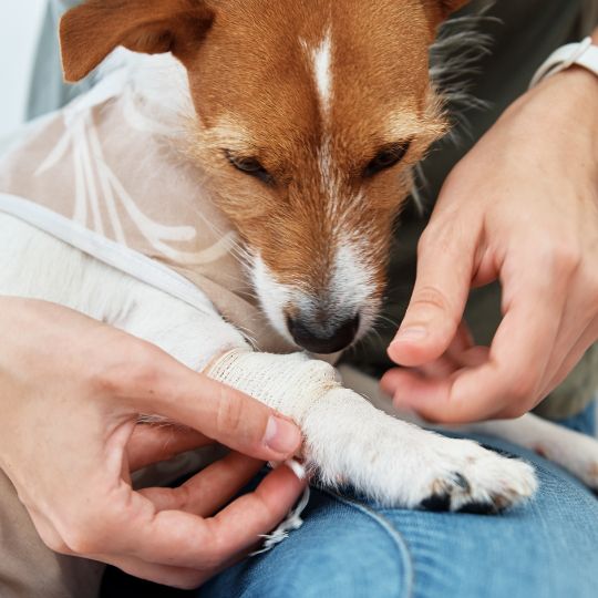 A veterinarian putting a bandage on a dog's foot