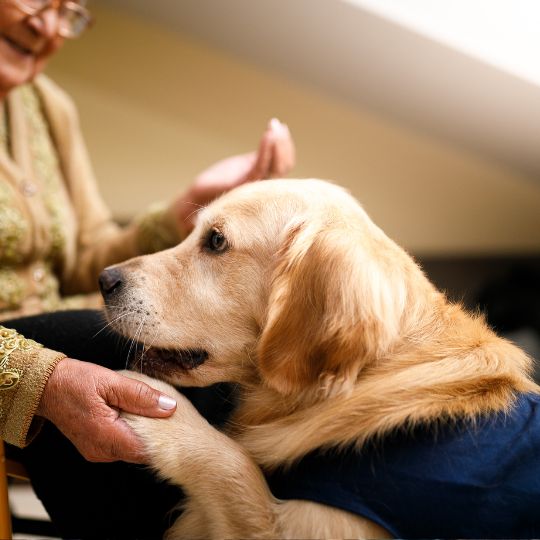 A woman holding dog's paw