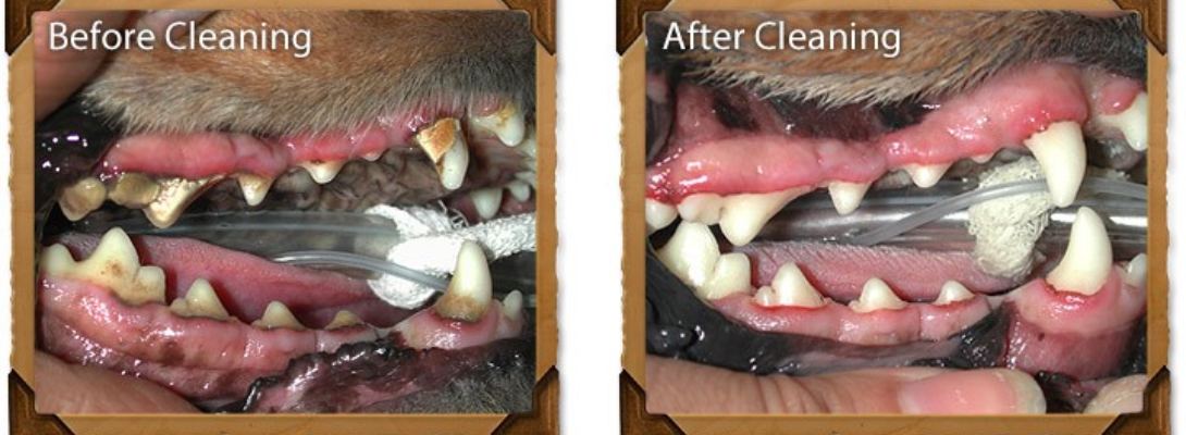 A dog's teeth before and after a professional dental cleaning