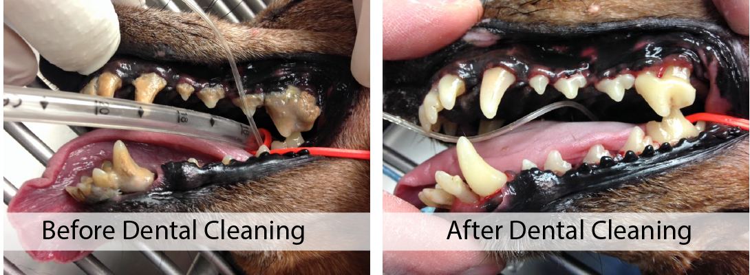 A dog's teeth before and after a professional dental cleaning