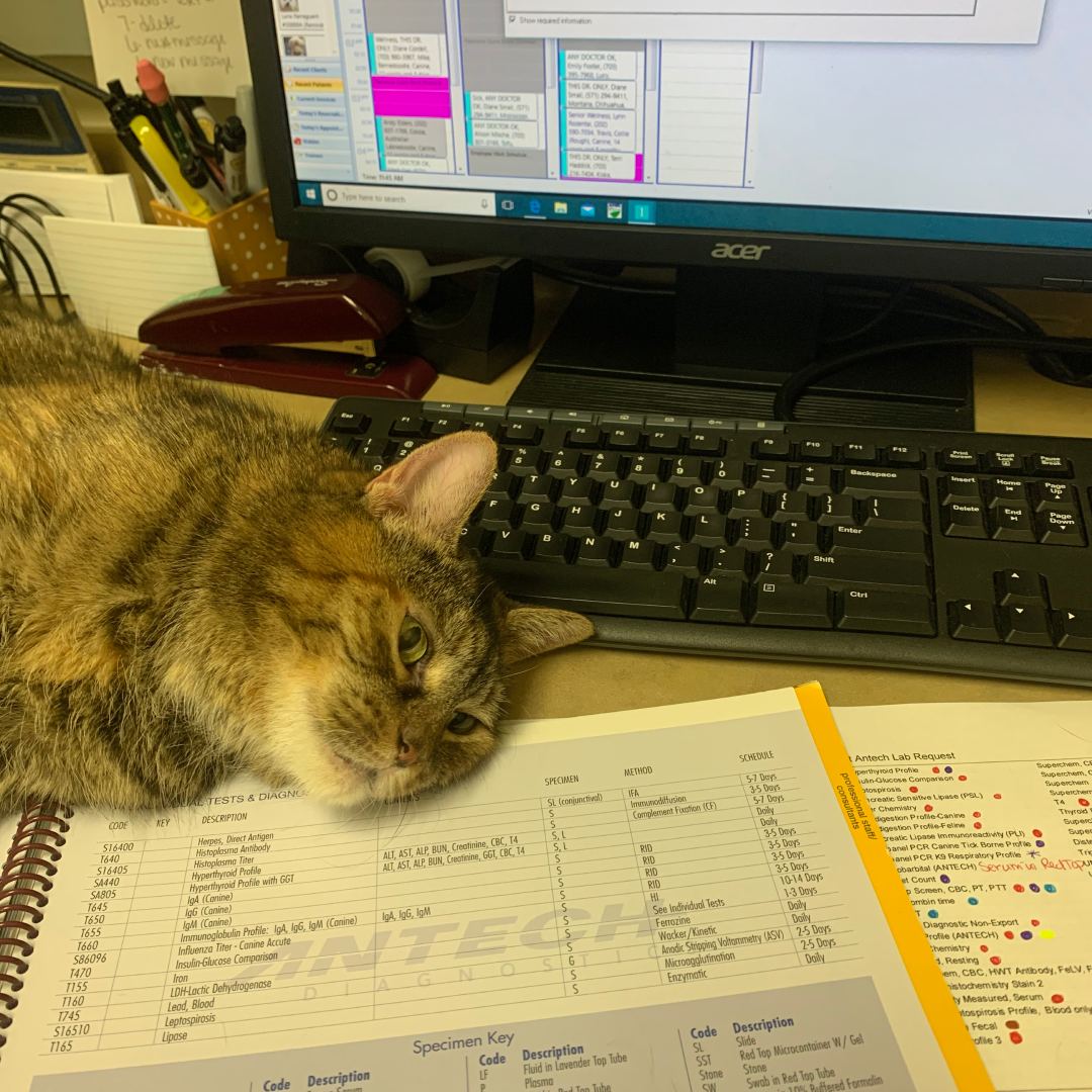 A cat lounging on a desk next to a computer