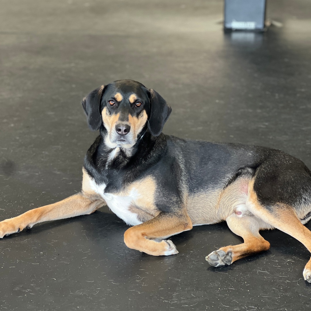 A dog resting on the floor