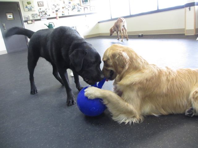 Two dogs happily playing with a blue ball indoors