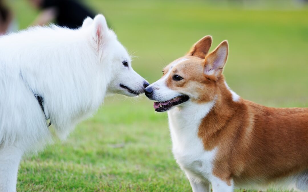 Tips on Keeping Your Pet Safe This Thanksgiving