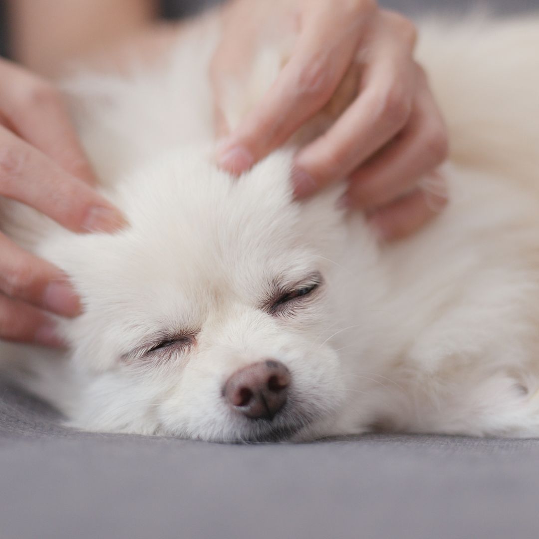 A white dog enjoying a massage