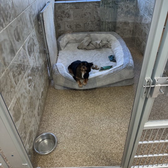 Dog lying on dog bed in penthouse of vet center