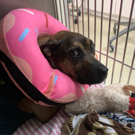 Dog wearing donut pillow on it's neck