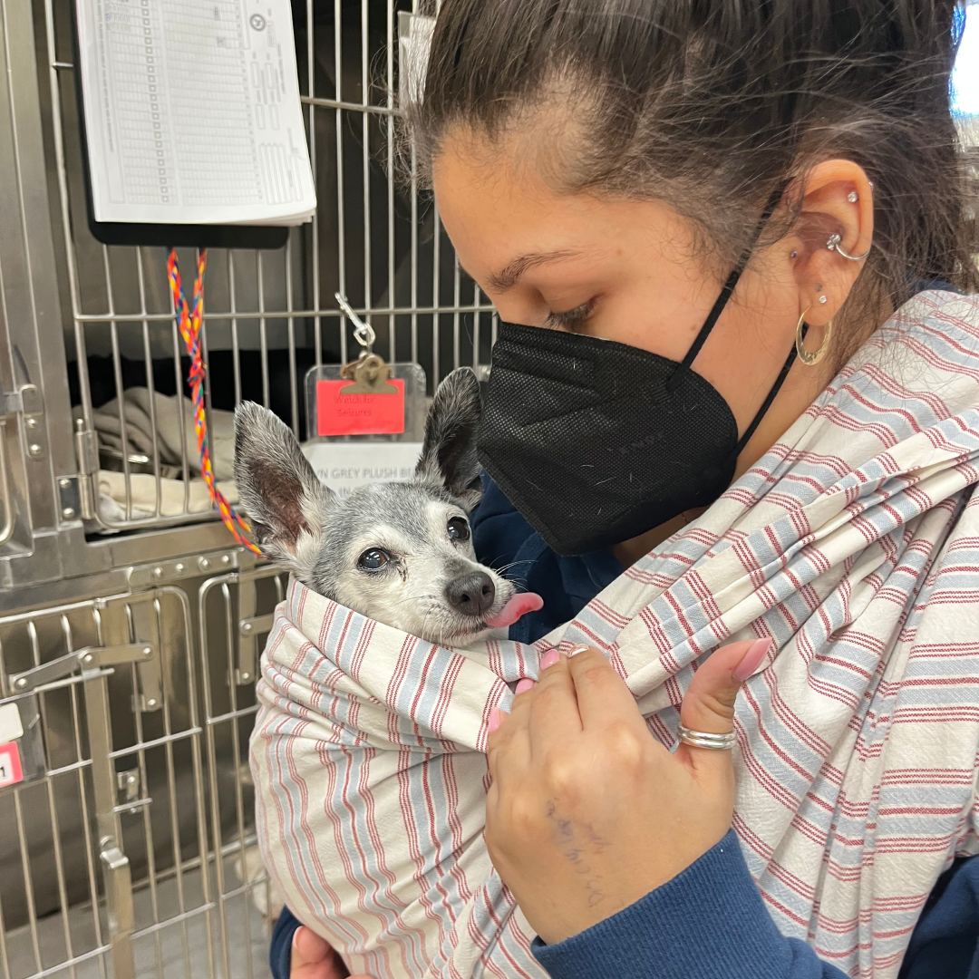 A Woman in a mask holding a dog