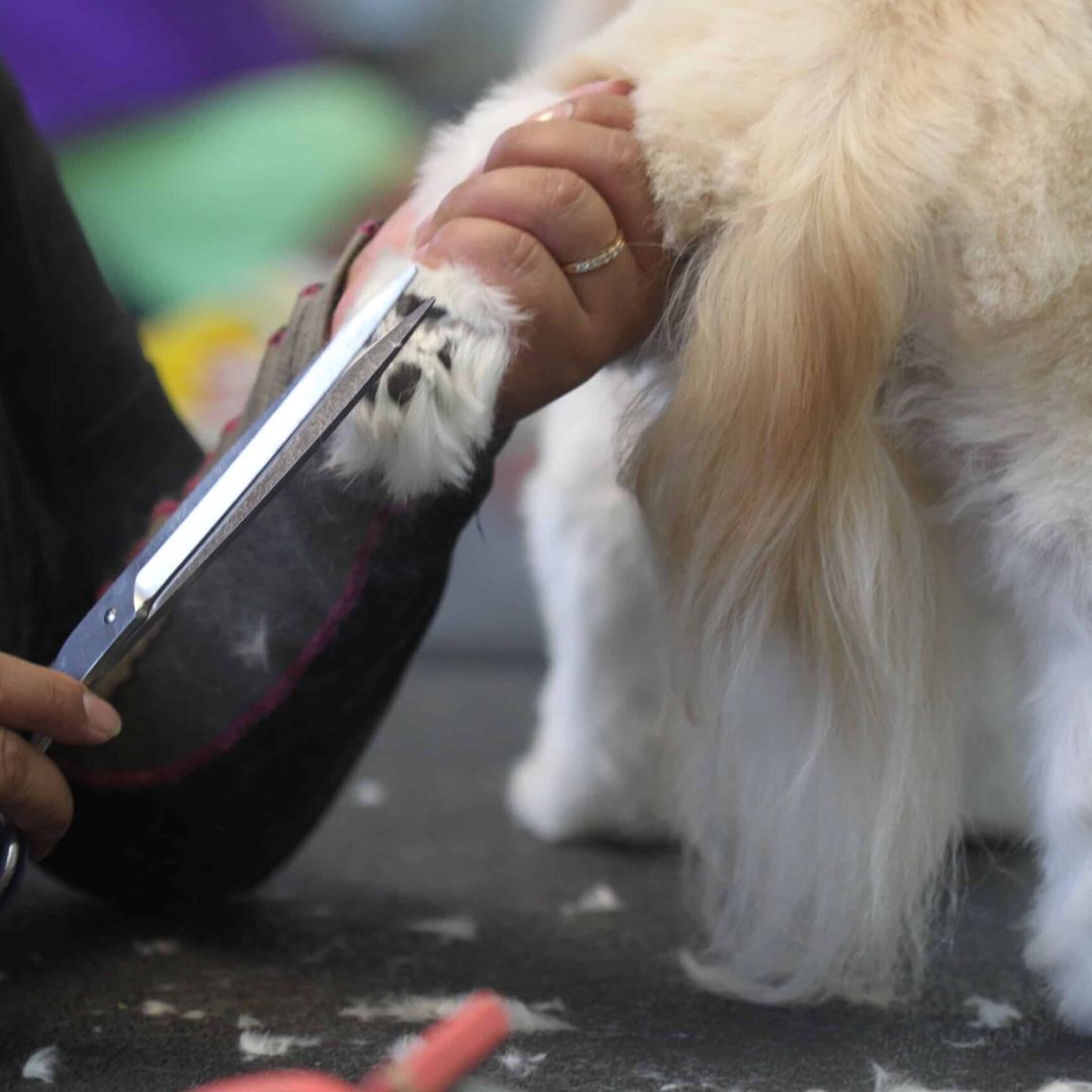 A vet grooming a dog's fur with scissors