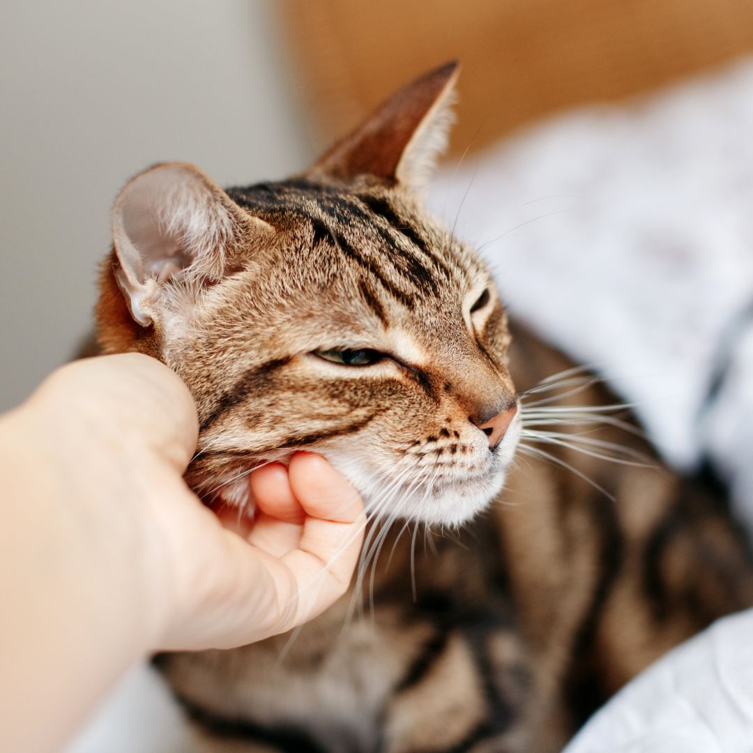 A person gently petting a cat on a bed