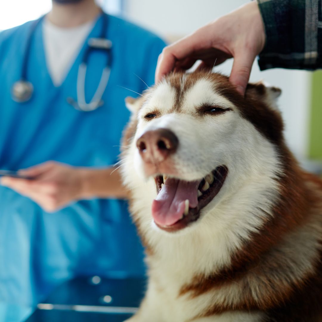 a dog is being examined by a vet