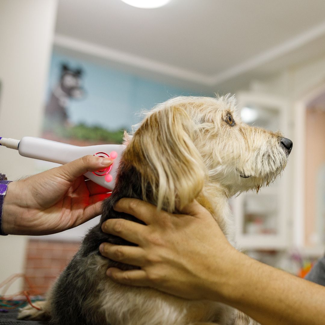 A vet performing laser treatment on a dog