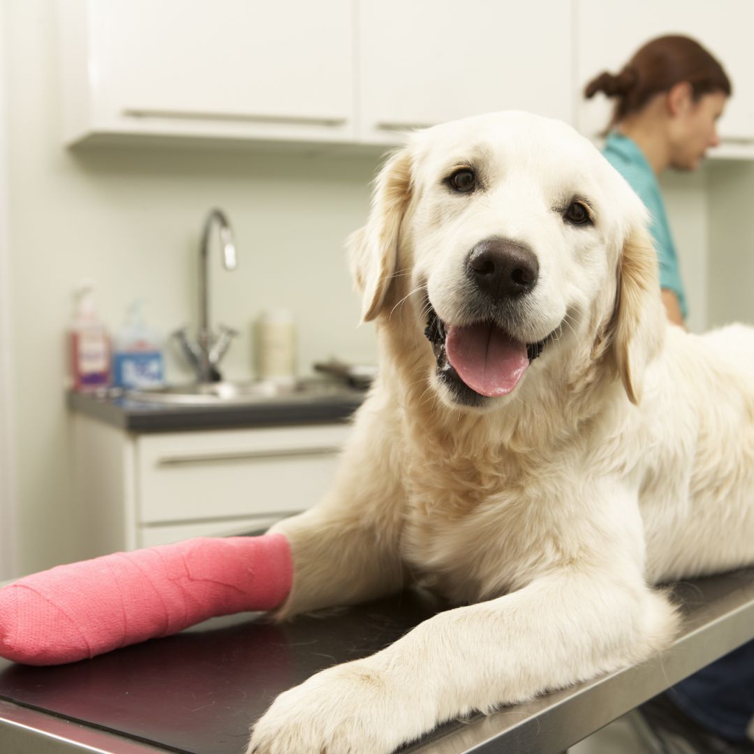 A dog with a cast on its leg sitting in a vet clinic