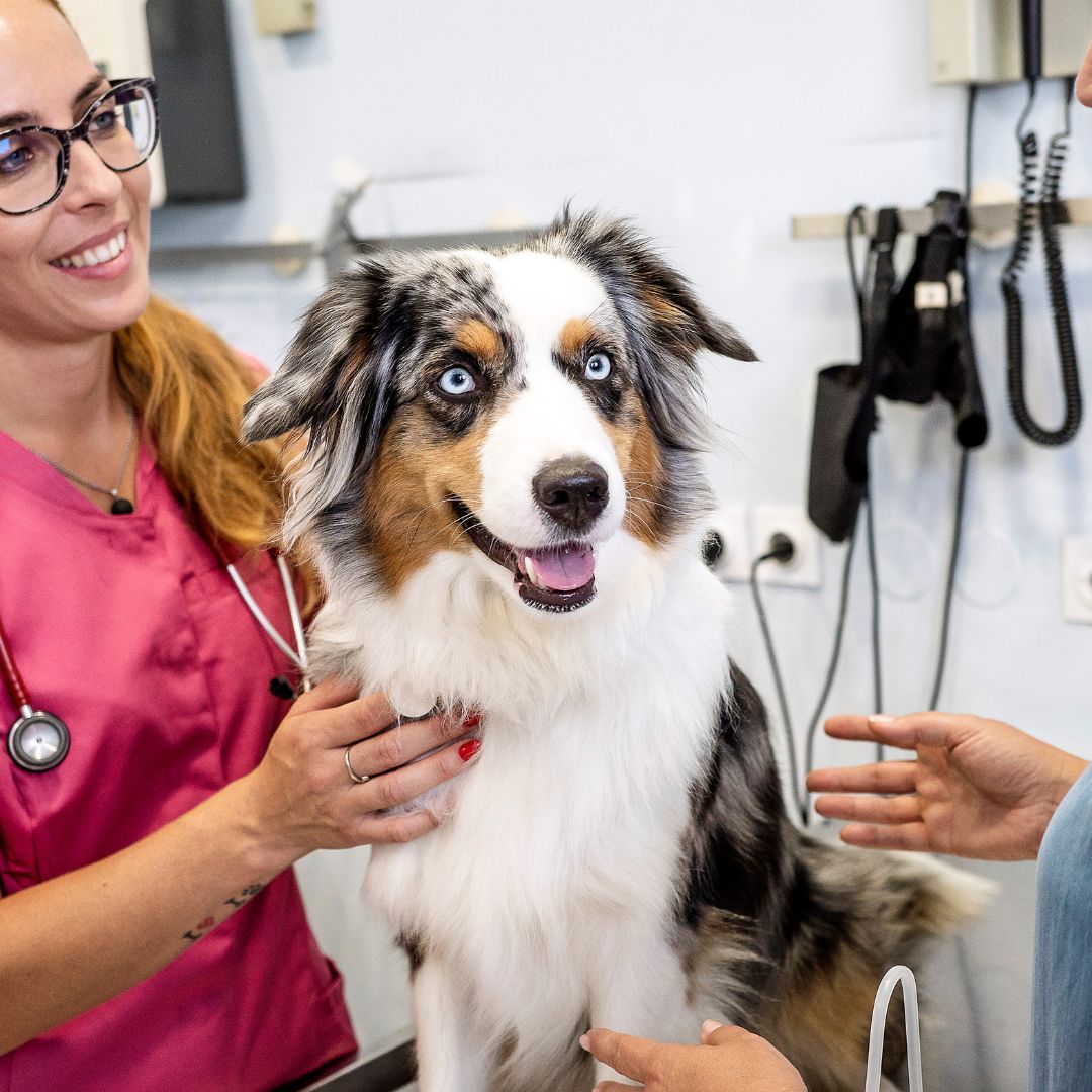 A dog at the veterinary clinic