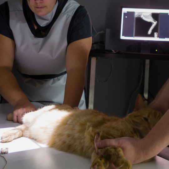 Two vets holding a cat for x-ray