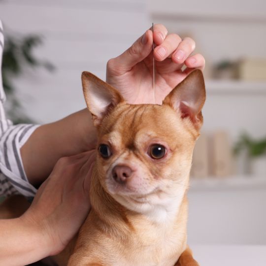 A vet holding an acupuncture needle near a dog's head