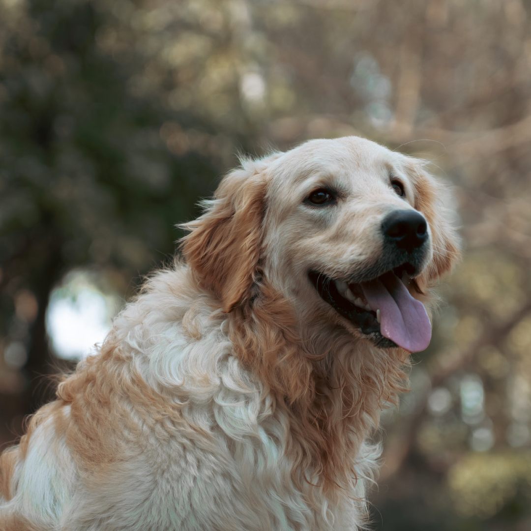 A dog with a long tongue sticking out