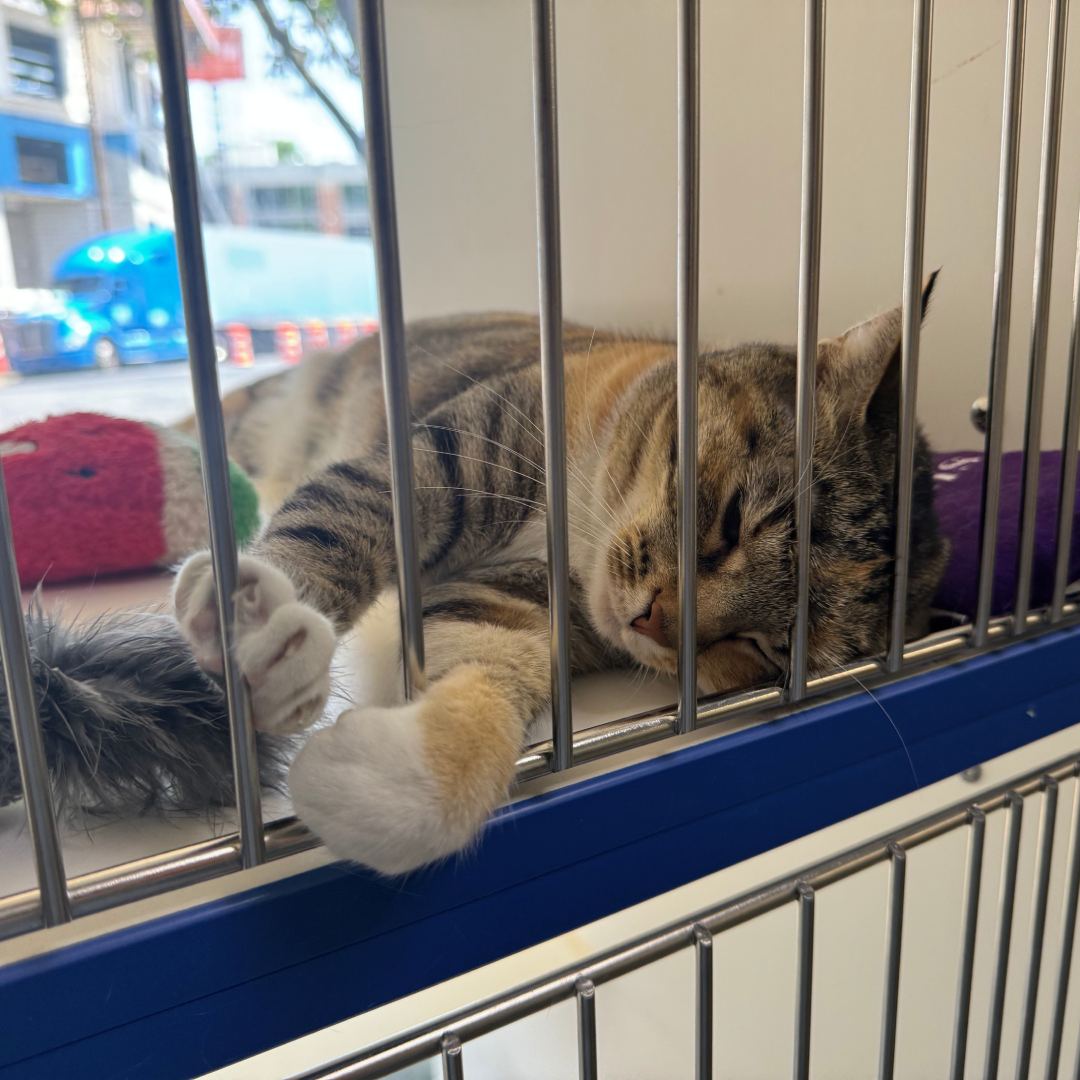 A cat resting inside a cage with a toy nearby