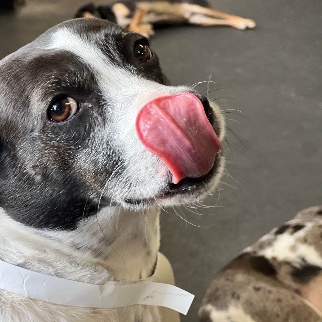 A playful dog with its tongue out