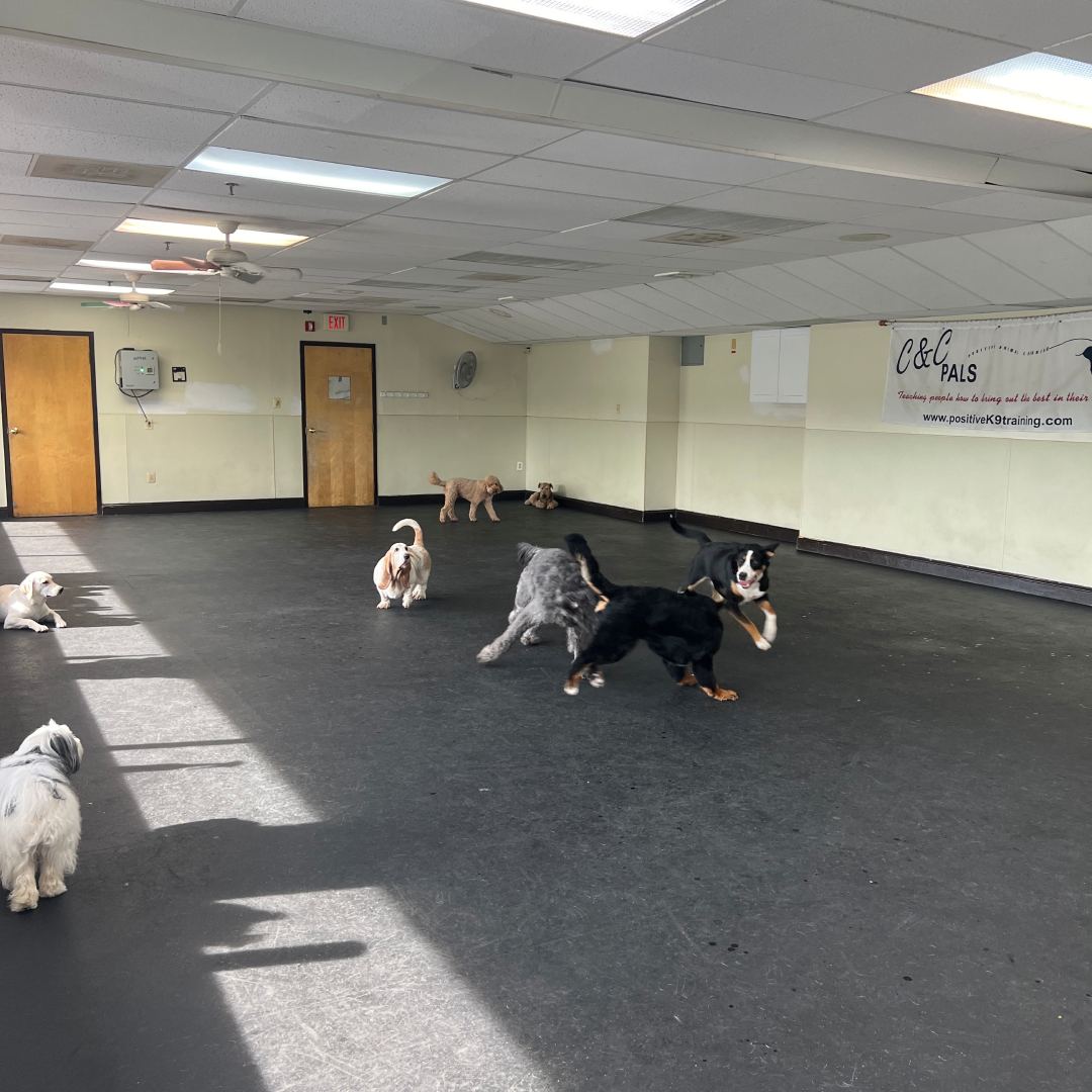 Several dogs happily playing in a room