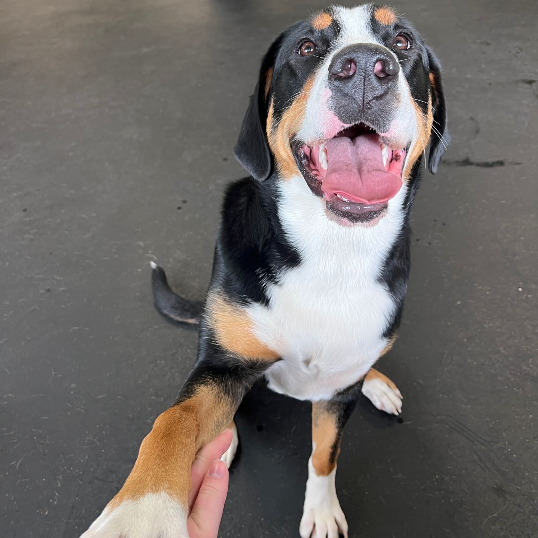 a dog sitting on the ground