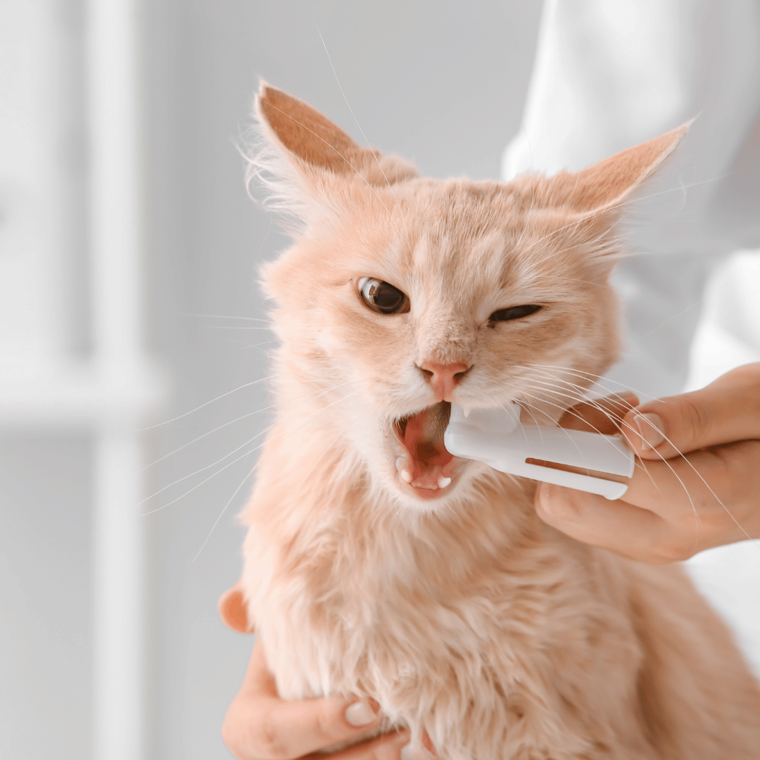 A person carefully brushes a cat's teeth