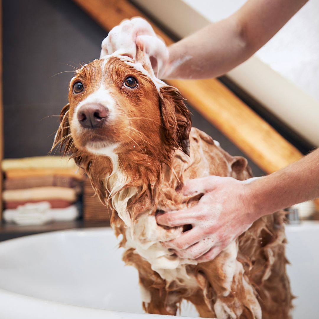 A dog getting a bath in a bathtub