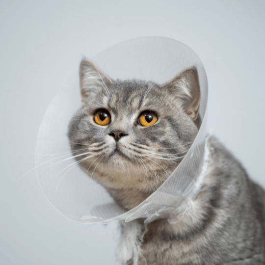 a cat wearing collar after surgery