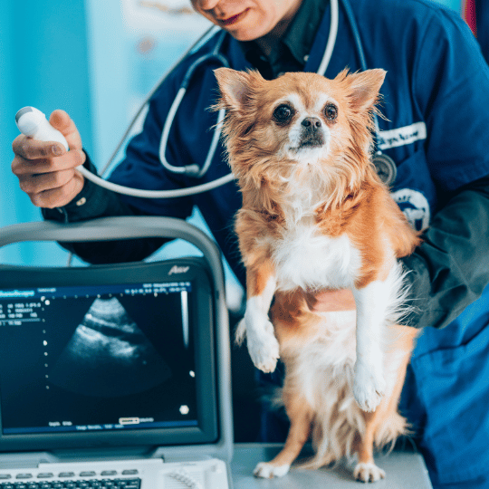 vet doing ultrasound of dog