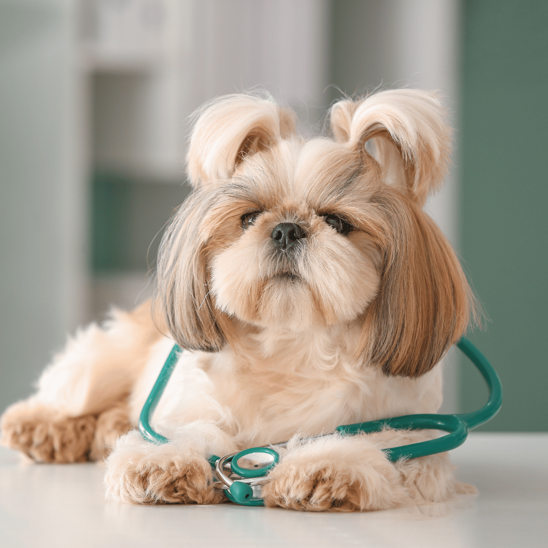 A dog wearing a stethoscope around its neck