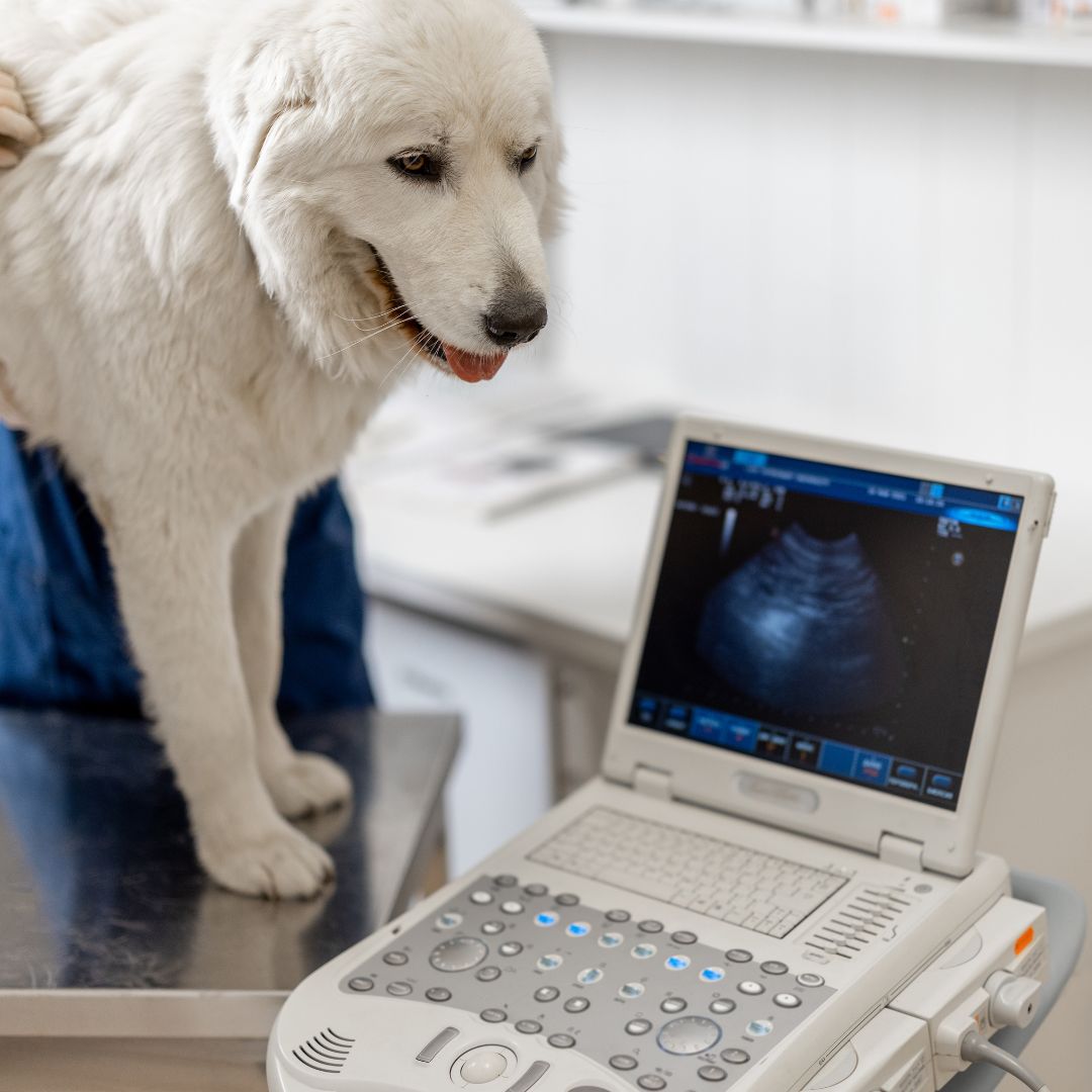 A vet performing an ultrasound on the dog