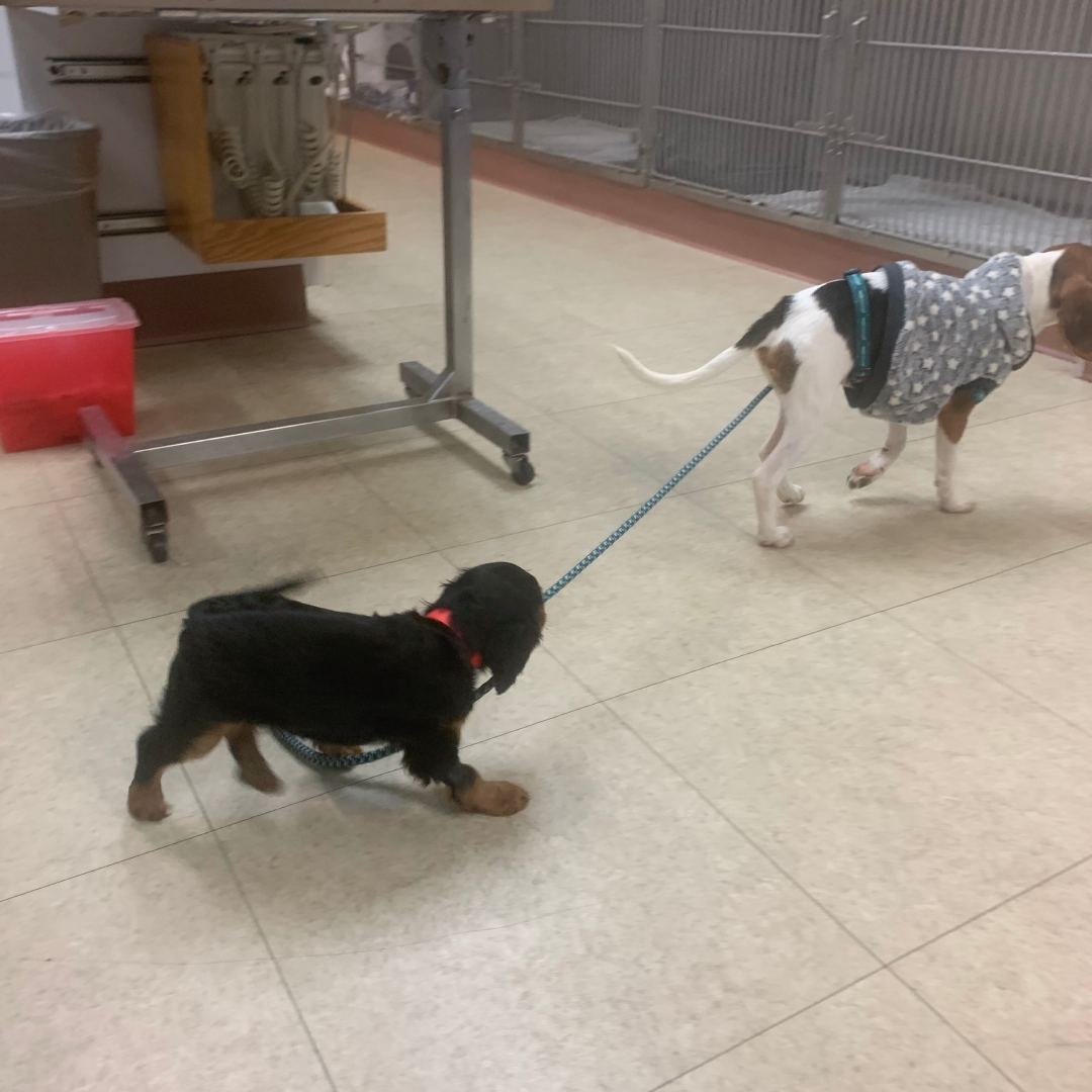 Two dogs on leash walking in room