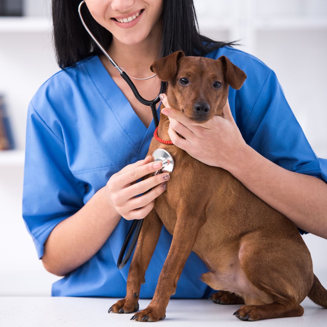 A woman in a blue shirt gently holds a dog