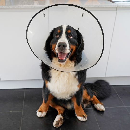 dog wearing cone