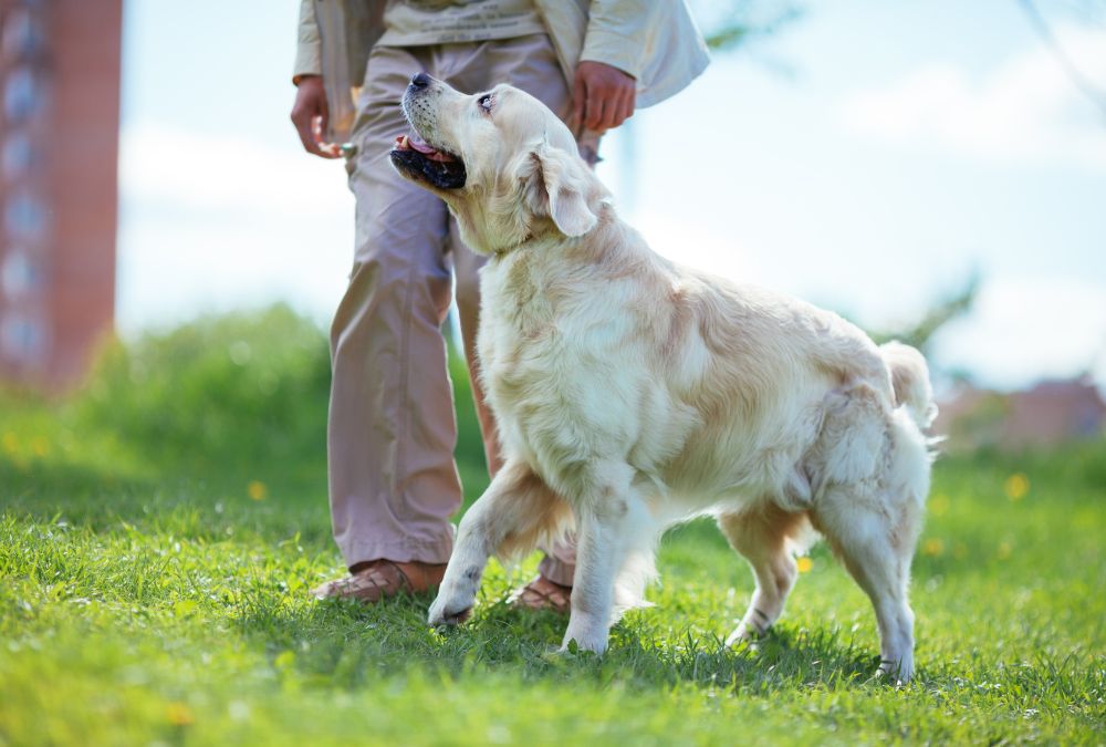 What are the most important tips for training your dog to tolerate your departure?