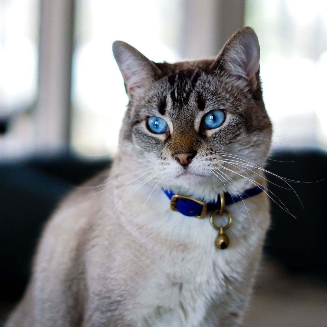 A cat with blue eyes A cat with blue eyes