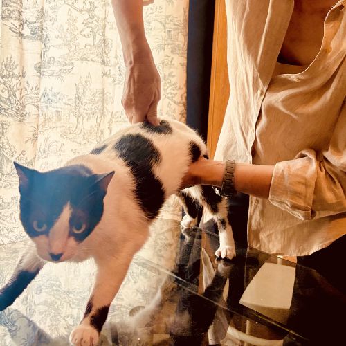 A cat having ultrasound scan